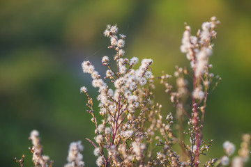 Grass flower and sunshine