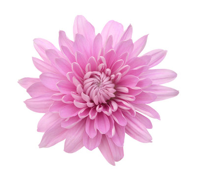 Pink Chrysanthemum Flower Isolated on White Background. Macro Closeup