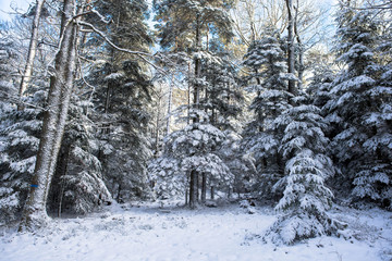 Winterwald am Mont Saint Odile