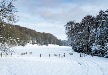 Sheep near Chirk in Wales with snow