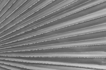 black and white details texture of palm leaf