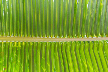 close up of green texture on coconut leaf