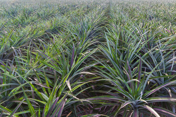 agricultural field of pineapple in row