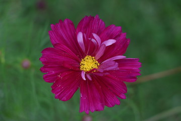 Obraz premium Schmuckkörbchen in Pink Makro