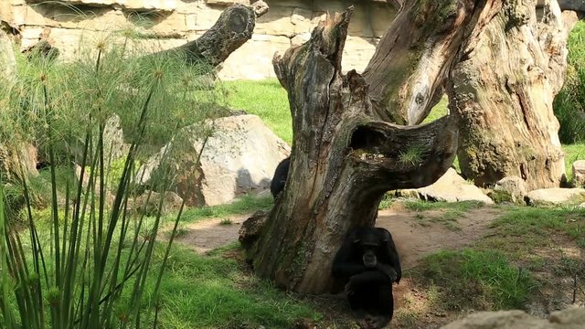 Young black chimpanzee family