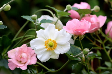 weiße Herbstanemone Honorine Jobert und rosa Rosen Sommerwind