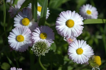 Camomiles on the green leafs background.