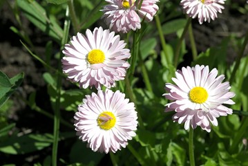 Chamomile on the green leafs background.