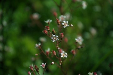 The little white flowers on green background.
