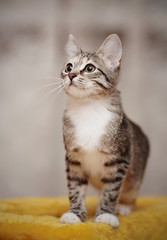 The young striped cat with brown eyes