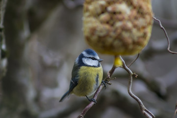 Blue tit pecking on a nut bar