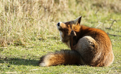 Itchy Red Fox