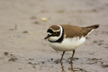 corriere piccolo,ritratto nel fango dello stagno,Charadrius dubius