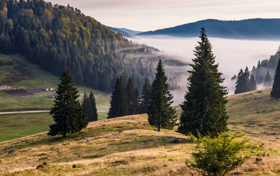 hillside with coniferous forest among the fog on a meadow in mountains of Romania in morning light