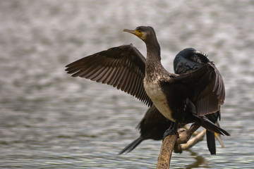 ritratto di Cormorano con ali aperte,sfondo chiaro,Phalacrocorax carbo