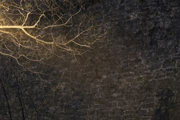 illuminated tree branch