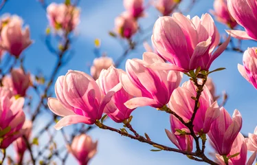  magnolia flowers branch on a blue sky background © Pellinni