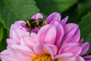Bee collecting nectar of pink flowers field.