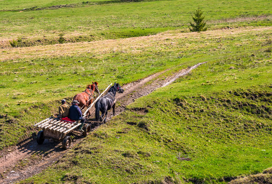 Pylypets, Ukraine - May 01, 2017: traffic in mountainous rural area in summer. wooden cart with two horses and two men ridge uphill the grassy slope