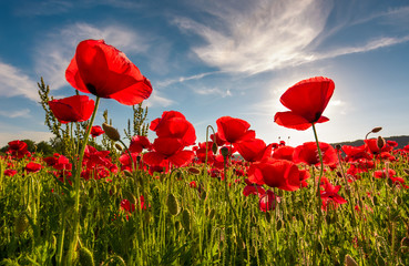 champ de fleur de pavot rouge avec coup de soleil par le bas. beau fond de nature contre le ciel bleu