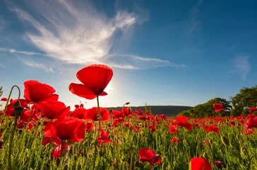 Fototapete Mohnblumen Feld der roten Mohnblume mit Sonnendurchbruch von unten geschossen. schöner Naturhintergrund gegen den blauen Himmel