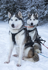 working husky dogs in arctic Finalnd