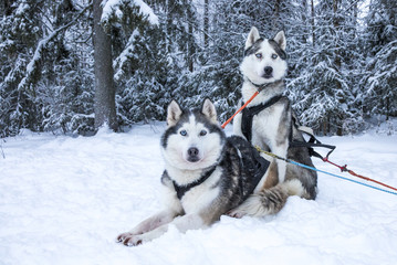 working husky dogs in arctic Finalnd