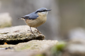 Eurasian nuthatch. Sitta europaea