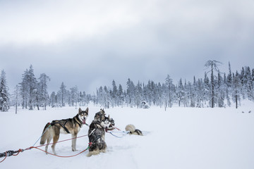 Fototapeta na wymiar working husky dogs in arctic finalnd