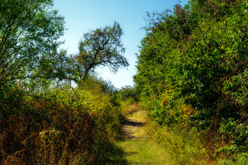 Trail trough wilderness 