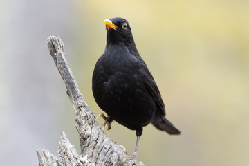 Common blackbird. Turdus merula