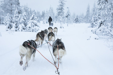 working husky dogs in arctic Finalnd