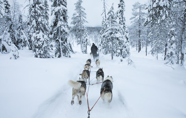 working husky dogs in arctic Finalnd © katiekk2