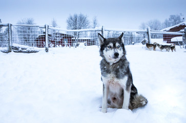 working husky dogs in arctic Finalnd