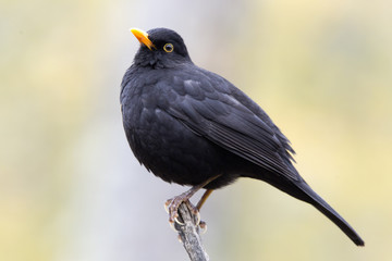 Common blackbird. Turdus merula