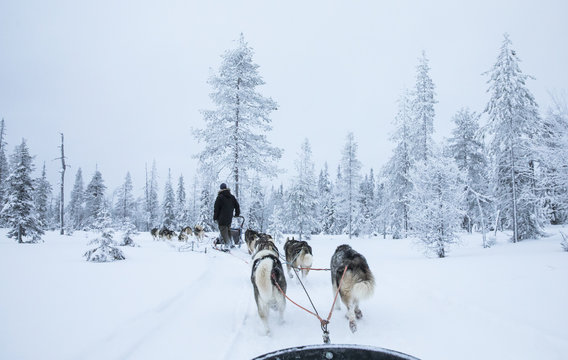 Working Husky Dogs In Arctic Finalnd