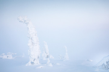 Naklejka na ściany i meble frozen trees in the nature of Finnish Lapland