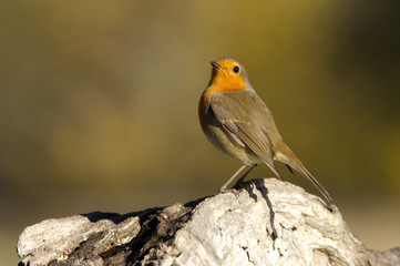 Fototapeta premium European robin. Erithacus rubecula