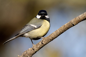 Fototapeta premium Great Tit, Parus Major