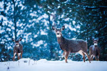 Deer in Snow