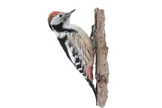 isolate middle spotted woodpecker (Dendrocoptes medius)