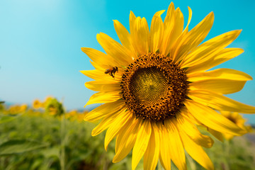 Obraz premium Bee flying to the Sunflower in blue sky background