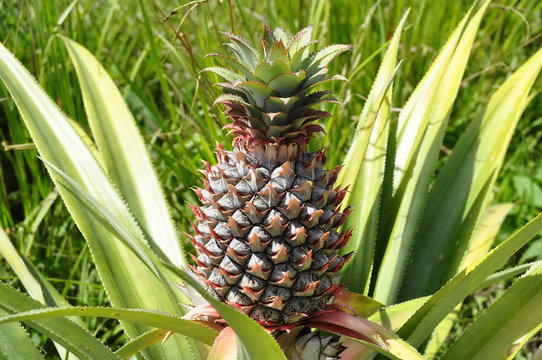Closeup Pineapple Fruit