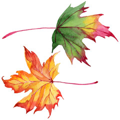 Maple leaves in a watercolor style isolated. Aquarelle maple leaves for background, texture, wrapper pattern, frame or border.