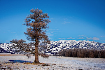 Russia. The South Of Western Siberia, Autumn in the Altai Mountains