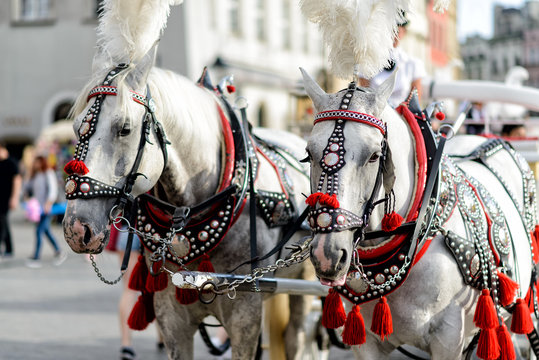 Fototapeta Pferde mit Pferdekutsche in Krakau