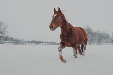 Red horse plays in the snow