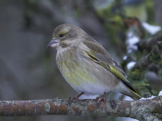 Fototapeta premium European greenfinch (Chloris chloris)