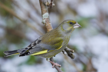 European greenfinch (Chloris chloris)