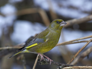 European greenfinch (Chloris chloris)